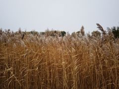 -野鸭湖国家湿地公园