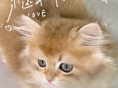 -70cat德文卷毛猫·缅因猫纯种猫舍