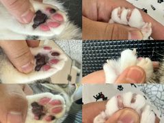 -momokira米努特·德文卷毛猫·棉花面纱犬