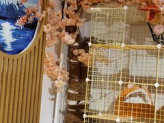 -南京Hallo宠物乐园·哈罗犬舍·柴犬繁育基地