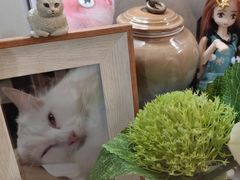 -彩虹桥宠物火化殡葬善终服务(金乐大厦店)