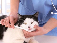 -艾贝尔宠物医院·24H转诊中心·肿瘤猫专科(江宁双龙店)