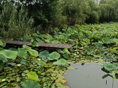 -长兴太湖图影湿地文化园