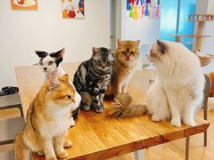 -有喵·猫咖·狗咖·30几只猫10只小狗(岗厦店)