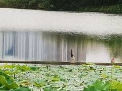 -南宁南湖公园