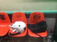 -猫咪博物馆(顶澳仔猫街店)