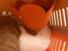 -伟伟宠物医院·CT影像中心·瑞派犬猫综合性门诊(汉口总院)