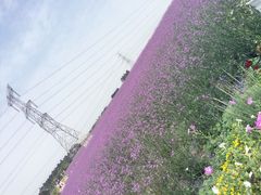-紫颐香薰山谷景区