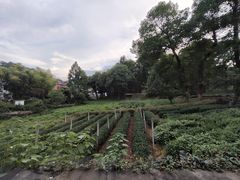 -野蔓果·山野菜(西湖景区·龙井茶田店)