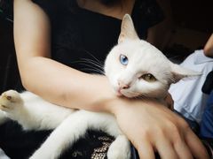 -鼓浪屿内厝澳码头(轮渡站)