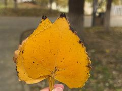 -大兴滨河森林公园