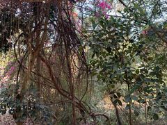 -Bamboo Saturday Market(Nana Jungle)