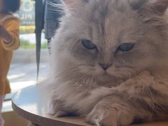 -飞行喵MR PILOT|猫舍·猫咖(静安大融城店)