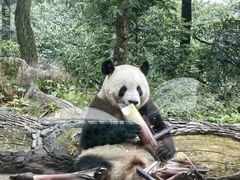 -中国大熊猫保护研究中心雅安碧峰峡基地