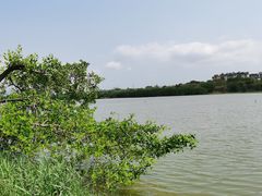 -华侨城湿地公园