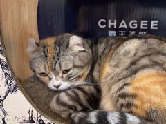 -MOCHA明星猫咖(田子坊店)