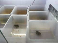 -灵龟之家百象馆(百象馆联合旗舰店)