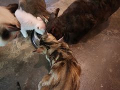 -喵屿·大理花园猫咖