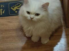 -MOCHA明星猫咖(田子坊店)