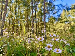 -白草畔自然风景区