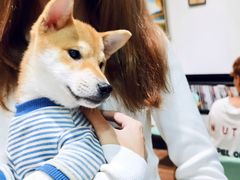-猫色咖啡·猫咖