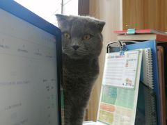-瑞鹏宠物医院·猫科·宠保定点(梅溪湖分院)