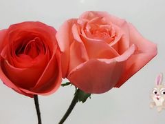 -武汉紫薇都市田园