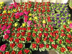 -龙大花卉苗木市场