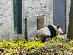 -都江堰中华大熊猫苑