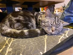 -平行世界·猫咖(首经贸店)