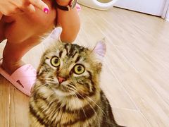 -李小姐の猫咖啡馆(五角场店)