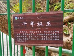 -老君山风景名胜区
