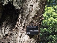 -墨尔本皇家植物园