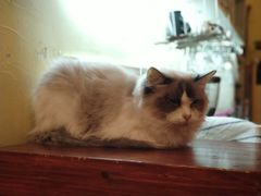 -猫色咖啡·猫咖