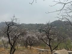 -大岭沟猕猴桃谷风景区