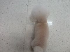 -帕帕拉兹宠物(亚洲旗舰店)