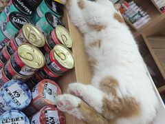 -瑞派长江宠物医院·猫科·外科·24小时夜护(谊城公寓分院)