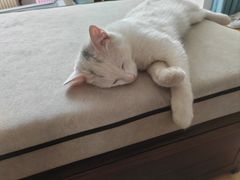 -乖乖宠物医院·猫科·急重症中心(车站北路分院)