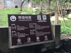 -都江堰中华大熊猫苑