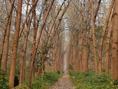 -合肥滨湖国家森林公园