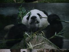 -上海野生动物园