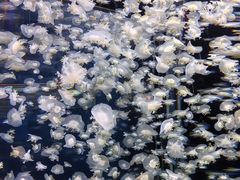 -太平洋海底世界