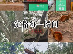 -野象谷景区