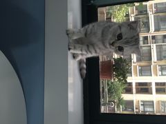 喵的天空-喵的天空名猫咖啡馆·撸猫·猫舍·用品
