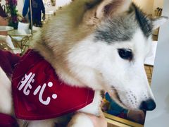-Husky Go! 哈士奇体验馆·宠物咖啡厅狗咖