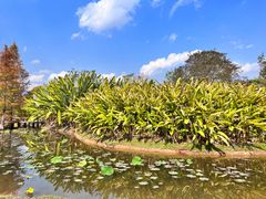 -中国科学院西双版纳热带植物园