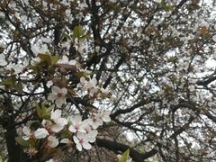 -武汉大学-樱园
