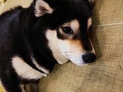 -逗柴咖啡屋·狗咖猫咖宠物桌游
