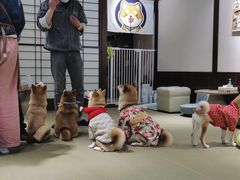 -逗柴咖啡屋·狗咖猫咖宠物桌游