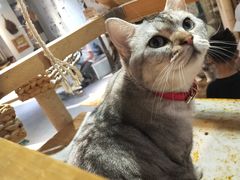 -小时光咖啡馆(开森度假森林店)